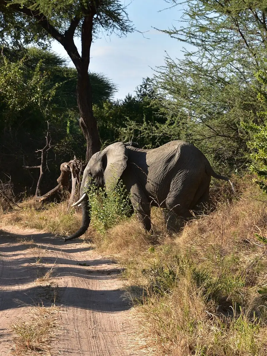 Southern Circuit - Mikumi · Nyerere · Ruaha